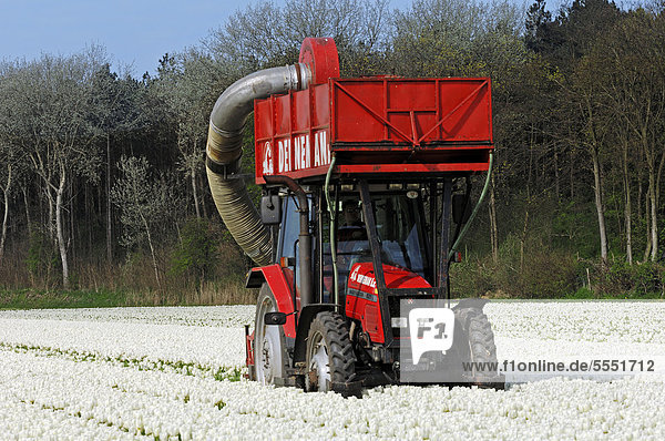 Tulpenfeld  Blüten werden maschinell mit Traktor abgeschnitten  Lisse  Südholland  Holland  Niederlande  Europa
