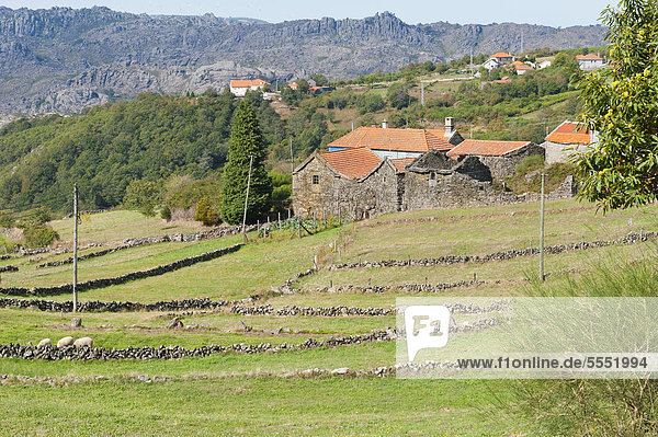 Landschaft mit Steinmauern  Nationalpark Peneda Geres  Provinz Minho  Portugal  Europa