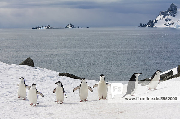 Zügelpinguine  auch Kehlstreifpinguine (Pygoscelis antarctica) gehen eine Gletschereiskappe hinauf  Half Moon Island  South Shetland Island  Antarktische Halbinsel