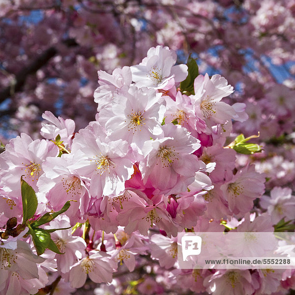 Almond blossoms (Prunus dulcis)  Erfurt  Thuringia  Germany  Europe
