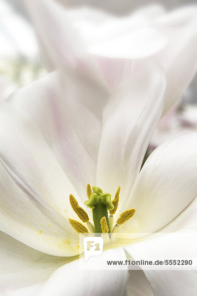 Tulpenblüte (Tulipa)