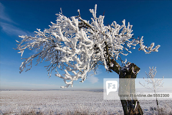 Rauhreif auf knorrigem Baum  Erfurt  Thüringen  Deutschland  Europa