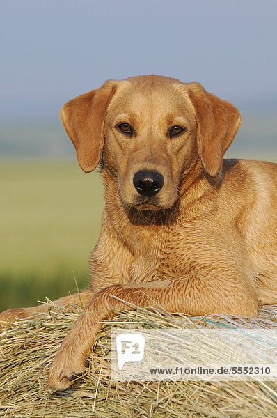 Labrador Retriever Hündin liegt auf Strohballen