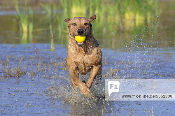 Labrador Retriever Hündin läuft durchs Wasser mit Ball