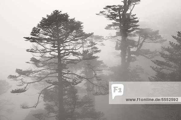Pinien im Nebel auf dem Singalila Trek Singalila Ridge bei Darjeeling Westbengalen Indien Asien