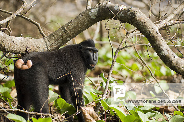 Schopfaffe oder Schopfmakak (Macaca nigra) im Wald Tangkoko Nationalpark Sulawesi Indonesien Asien