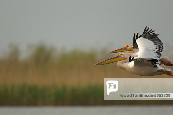 Weißer Pelikan fliegt im Donaudelta  Rumänien