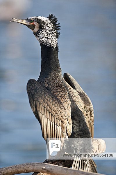 Cormorant (Phalacrocorax carbo) Wilhelma zoological botanical garden Stuttgart Germany Europe