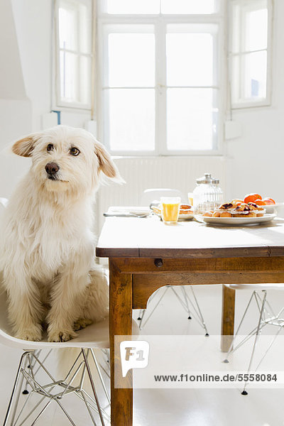 sitzend  Hund  Tisch