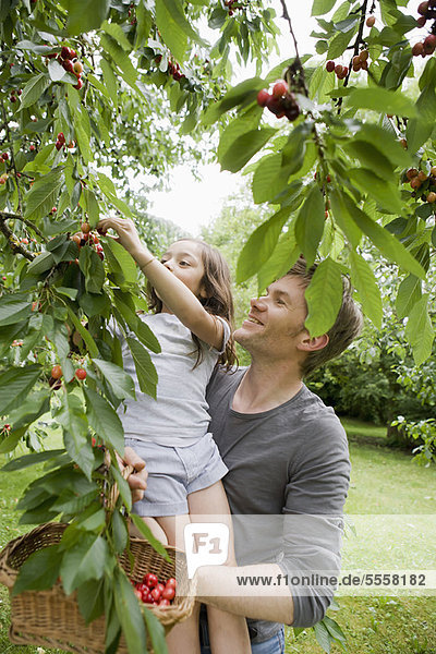 Vater und Tochter beim Obstpflücken