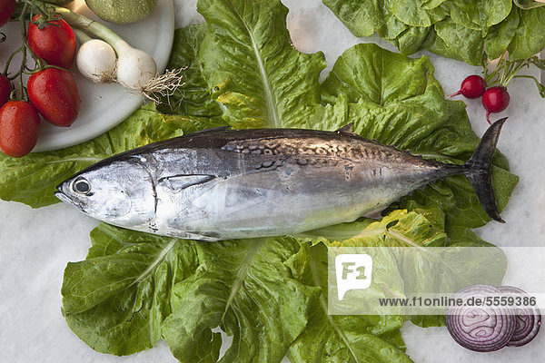 Thunfisch auf Salatbett