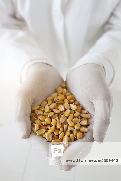 Wissenschaftler mit einer Handvoll Maiskörner