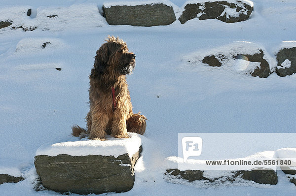 Briard  Berger de Brie  sitzt auf verschneitem Stein am Feldberg im Taunus  Hessen  Deutschland  Europa