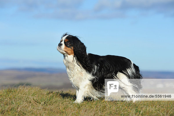Cavalier King Charles Spaniel tricolor  stehend
