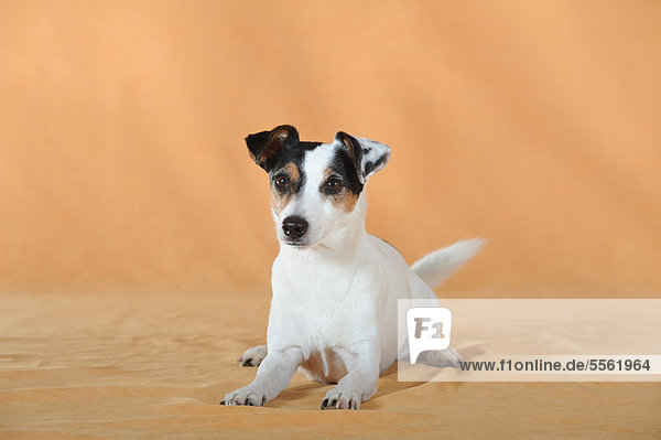 Parson Russell Terrier  liegend