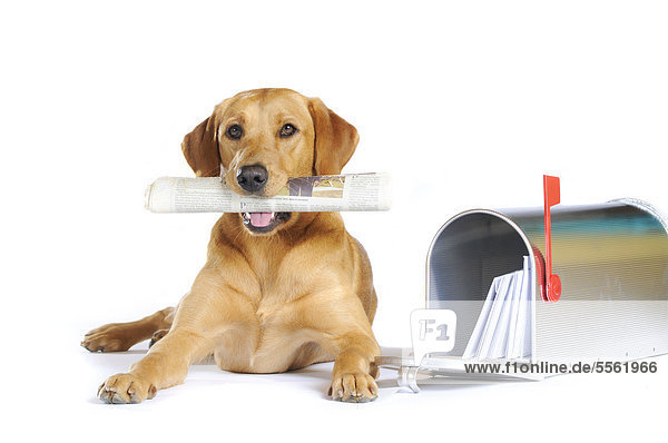 Gelbe Labrador Retriever Hündin  liegend  mit Zeitung im Maul neben Briefkasten