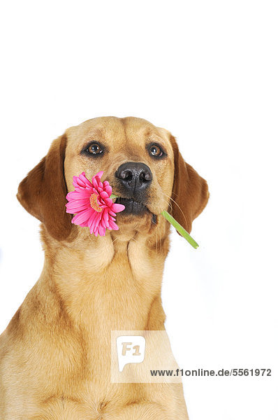 Gelbe Labrador Retriever Hündin Portrait mit rosa Blume  Gerbera im Maul