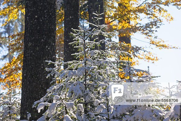 Snowy mountain forest in autumn Berchtesgaden Alps