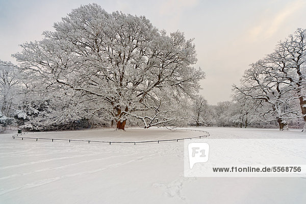 Winter landscape in the Hirschpark in Hamburg Germany