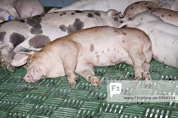 Hausschweine schlafen auf einem Plastikrost  Grüne Woche  Berlin  Deutschland  Europa