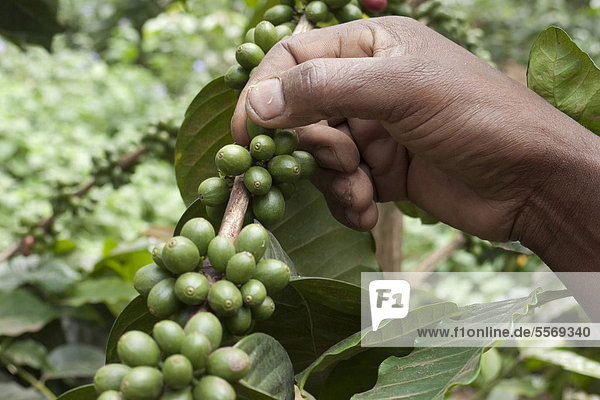 Hand pflückt unreife  grüne Kaffeebohnen am Strauch  Kaffeeplantage an den Berghängen des Mt. Meru nahe Arusha  Tansania  Afrika