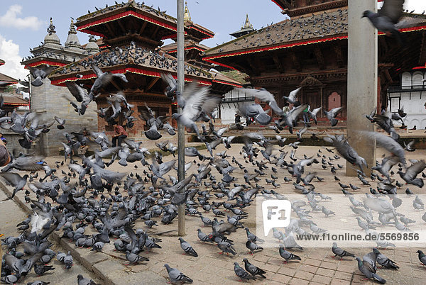 Tauben auf dem Durbar Square  Kathmandu  Nepal  Asien