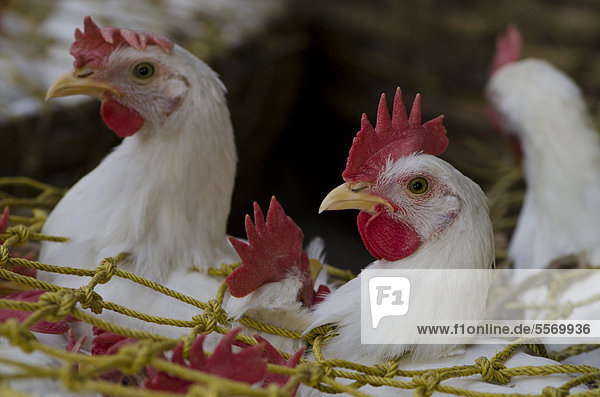 Zusammengepferchte Hühner zum Verkauf auf dem Geflügelmarkt von Kolkata  Kalkutta  Westbengalen  Indien  Asien