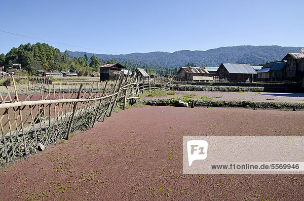 Typische Reisfelder und Dorfstruktur des Apatani Stammes  Hong Dorf  Arunachal Pradesh  Indien  Asien