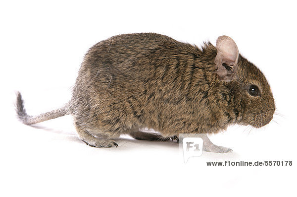Gewöhnlicher Degu Octodon degus , ausgewachsenes Tier, stehend