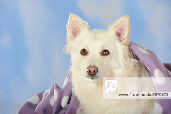Spitz-Mischling  Portrait mit lila Decke