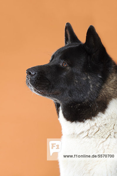American Akita  Portrait