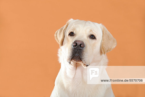 Gelber Labrador Retriever  Portrait