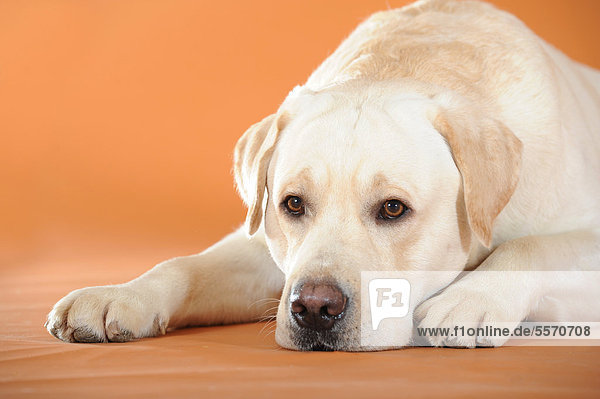 Gelber Labrador Retriever liegend  Kopf am Boden