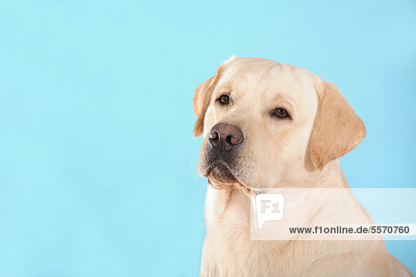 Gelber Labrador Retriever  Portrait