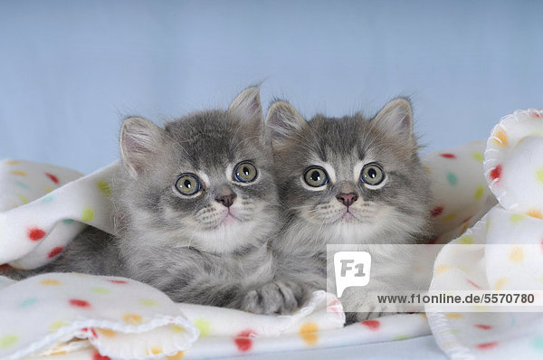 Zwei Perser-Kätzchen mit getupfter Decke