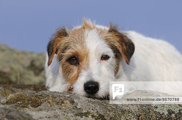 Jack Russell Terrier  liegend auf Felsen  Kopf am Boden