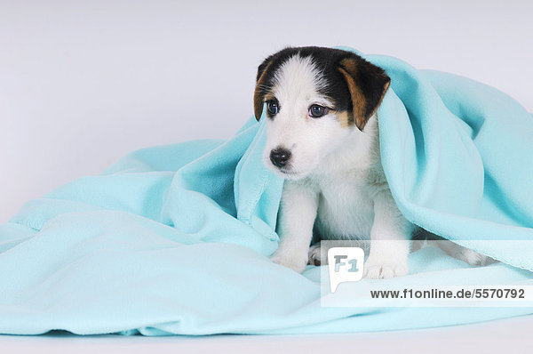 Jack Russell Terrier Welpe unter türkiser Decke