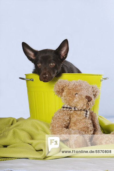 Australian Kelpie Welpe  Farbe Schoko  sitzt in grüner Tonne  daneben Teddybär