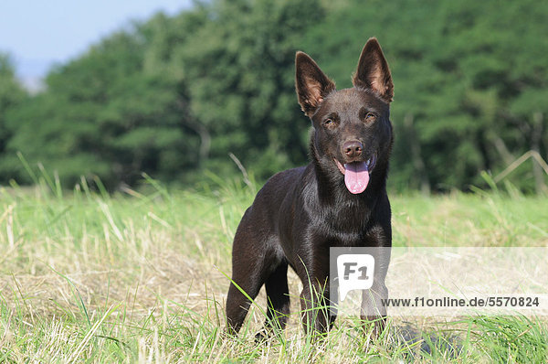 Australian Kelpie  chocolate coloured  standing in a meadow