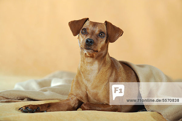 Brauner Zwergpinscher  liegend unter brauner Decke