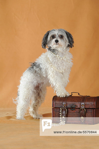 Chinese Crested Hairless Dog  Powderpuff  Chinesischer Schopfhund  stehend  mit Pfoten auf kleinem Koffer