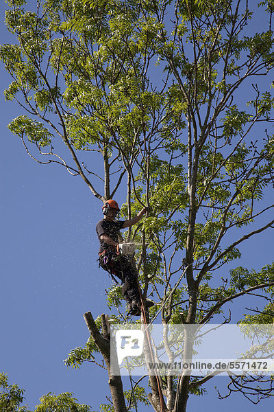 Baum-Chirurg arbeitet hoch in einem Baum mit einer Kettensäge  Baumfällung  Hampshire  England  Großbritannien  Europa