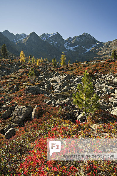 Gebirgslandschaft im Herbst  nahe Brechsee  Pitztal  Tirol  Österreich  Europa