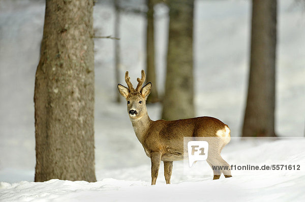 Roe Deer (Capreolus capreolus) in snowy woods  Tyrol  Austria  Europe