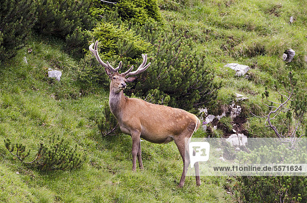 Red Deer (Cervus elaphus)  Nauders Alm alpine pasture  Karwendel Mountains  Tyrol  Austria  Europe