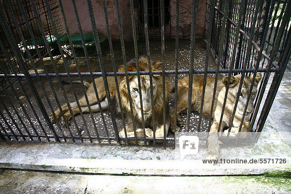 Two lions in a small cage  Sancti Spiritu  Cuba