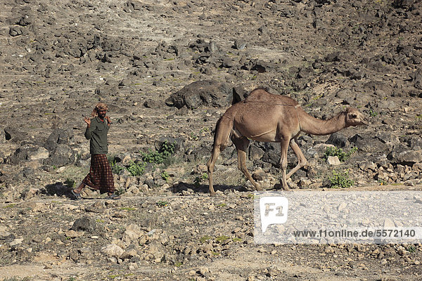 Camel shepherd in the Dhofar region  Jabal al Qamar  southern Oman  Arabian Peninsula  Middle East  Asia