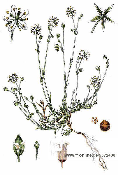 Calamine Spring Chickweed (Minuartia verna subsp. Hercynica)  medicinal plant  useful plant  chromolithograph  circa 1790