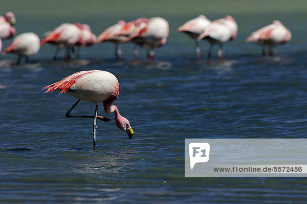 James-Flamingos  Jamesflamingos (Phoenicoparrus jamesi) in blauer Lagune  Uyuni  Bolivien  Südamerika