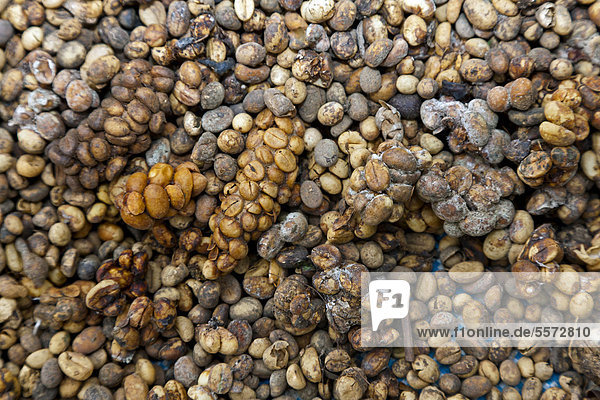 Katzenkaffee  Kopi Luwak  teuerster Kaffee der Welt  Nordbali  Insel Bali  Indonesien  Südostasien  Asien